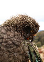 Kea head