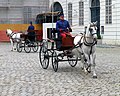 Lipizzaner fra Den spanske rideskolen i Wien