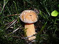 Suillus variegatus