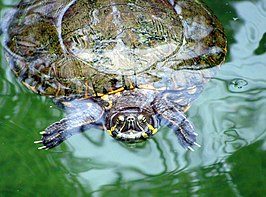 Trachemys venusta