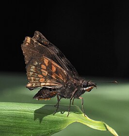 Noctuana haematospila