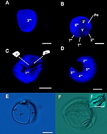 C. malayensis, verschiedene Färb- und Bildgebungs­methoden[19]