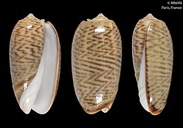 Oliva neostina