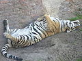 Tiger (Panthera tigris)