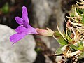 Primula_clusiana