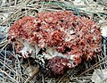 Ramaria rubripermanens