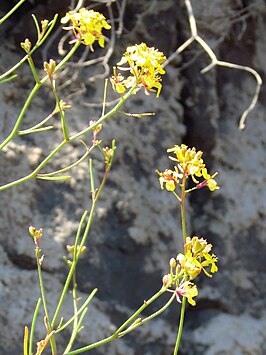 Sinapidendron angustifolium