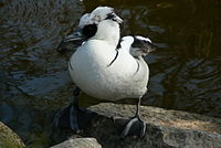 Smew_(Mergellus_albellus)