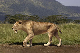 Smilodon populator