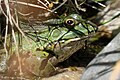 Artenvielfalt im Stadtgarten – ein Teichfrosch