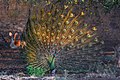 Seekor Merak Hijau Jantan (Pavo muticus) di Taman Nasional Baluran sedang melakukan ritual tarian untuk memikat betina saat musim kawin dengan mengembangkan ekornya.