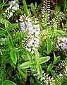 Veronica pubescens subsp. rehuarum