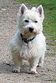 West Highland White Terrier (Westi)