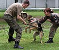 Köpek eğitimi