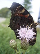 Ook vlinders als de dagpauwoog komen graag op de nectar af.