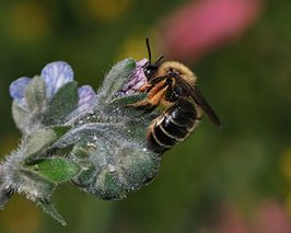 Andrena rotundilabris