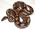 Nature coloured Ball Python