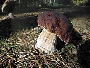 Borowik szlachetny (Boletus edulis)