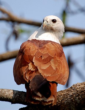 Brahmanenmilan (Haliastur indus)