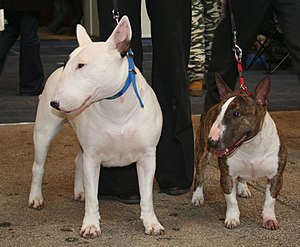 Miniature Bull Terrier