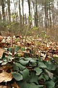 rzeżucha trójlistkowa (C. trifolia)