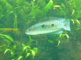 Channa pleurophthalma