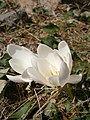 Colchicum speciosum 'Album'