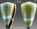 Conus flavidus Lamarck, J.B.P.A. de, 1810