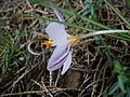 Crocus laevigatus 'Fontenayi' side view