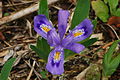 Image 42Dwarf lake iris (from Michigan)