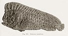 Die Schwarzweißaufnahme zeigt einen Fisch mit einem großen Kopf und einer Rückenflosse, die von den Augen bis zur Schwanzflosse verläuft.