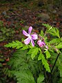 Geranium canariense