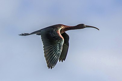 In flight, Huelva, Spain