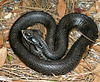 Eastern hognose snake