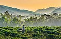 Image 24An old man carrying two baskets on a stick through a field of tea plants in Jaflong, Sylhet, Bangladesh, with misty hills in the background. Photo Credit: Abdul Momin