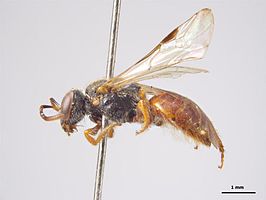 Lasioglossum brisbanense