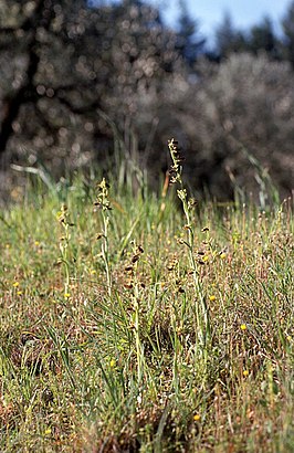 Ophrys passionis