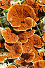 Coral in an aquaculture tank