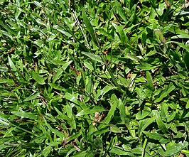 Paspalum conjugatum