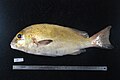 Plectorhinchus flavomaculatus