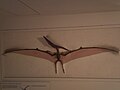 Pteranodon longiceps