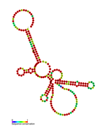 Listeria snRNA rliE: Predicted secondary structure taken from the Rfam database. Family RF01459.