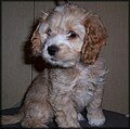 Un Cockapoo cucciolo di seconda generazione