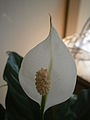 Spathiphyllum cochlearispathum close-up