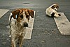 Two stray dogs look into the camera. One is in focus and standing, while the other in the background is sitting. They are white, brown, and black in colour.