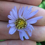 S. anticostense floret view