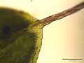 top of the leaf, magnified 250 times, Photo by Kristian Peters