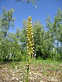 Orchis anthropophora