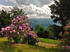 Rhododendronblüte am Merkurgipfel