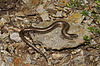 Western three-toed skink